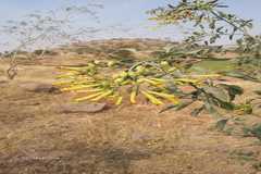 Nicotiana glauca